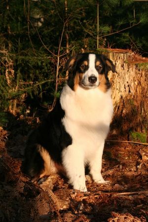 Australian Shepherd Nanouk