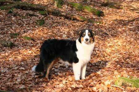 Australian Shepherd Nanouk