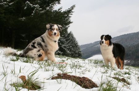 Australian Shepherd Yuma und Nanouk