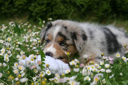 Australian Shepherd Creekvalley Ahanu