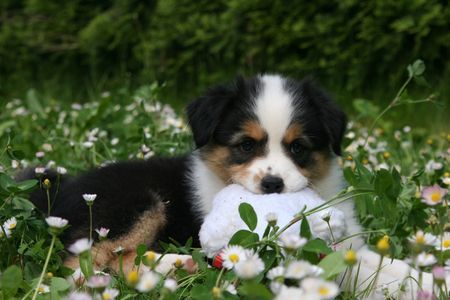 Australian Shepherd Creekvalley Aponi