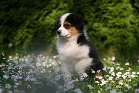 Australian Shepherd Creekvalley Awinita