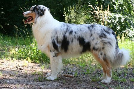 Australian Shepherd Yuma 10.6.2008