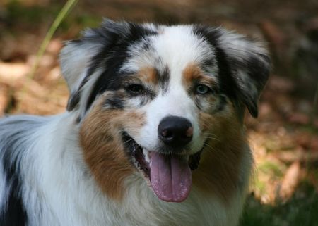 Australian Shepherd Yuma 10.6.2008