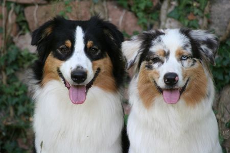 Australian Shepherd Nanouk und Yuma