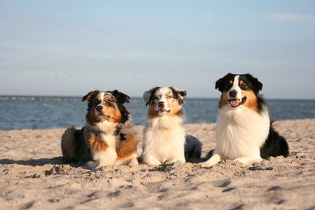 Australian Shepherd Gruppenbild an der Ostsee