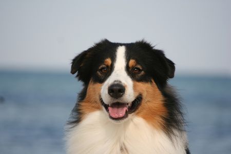 Australian Shepherd Nanouk an der Ostsee