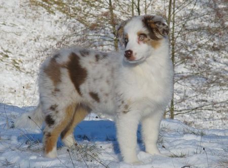 Australian Shepherd Teagan mit 14 Wochen