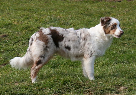 Australian Shepherd Teagan fast 6 Monate alt