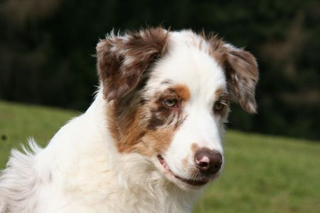 Australian Shepherd Teagan fast 6 Monate alt