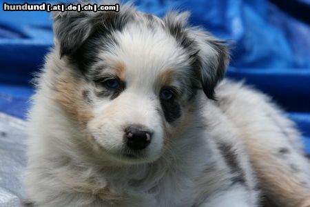 Australian Shepherd Creekvalley Blueprint