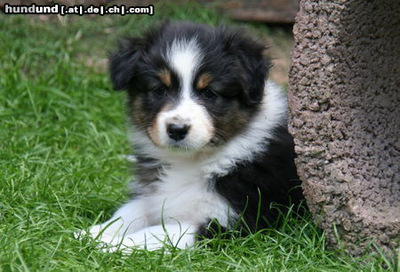 Australian Shepherd Creekvalley Blaze of Glory