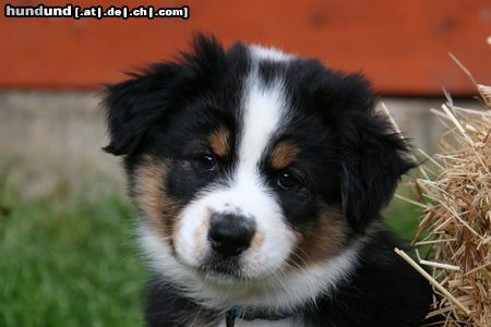 Australian Shepherd Creekvalley Baby one more time 