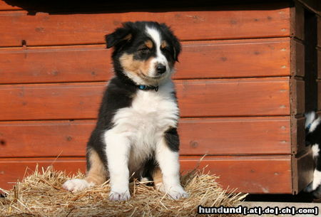 Australian Shepherd Creekvalley Big in Japan 