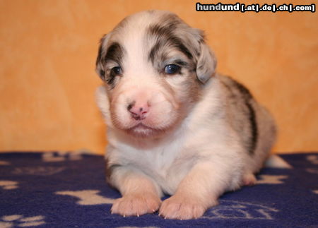 Australian Shepherd Creekvalley Crystal Palace 17 Tage alt