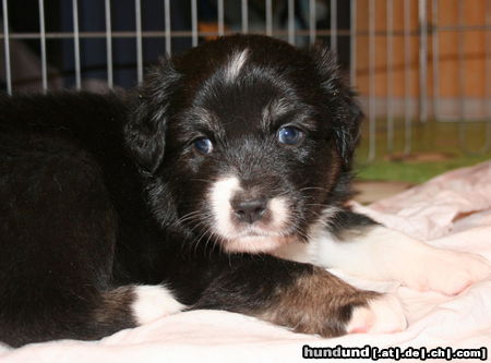 Australian Shepherd Creekvalley Choco Mystery