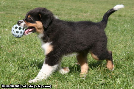 Australian Shepherd Creekvalley Coconut Dream 