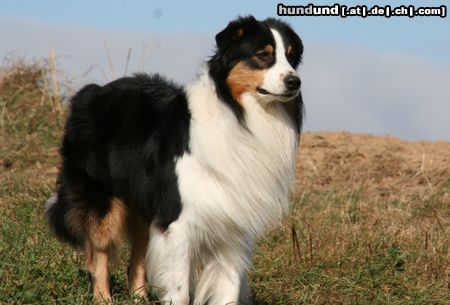 Australian Shepherd Gnome Hills Sun King 