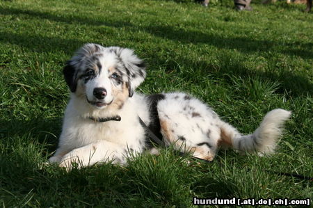 Australian Shepherd Creekvalley Caribbean Blue 