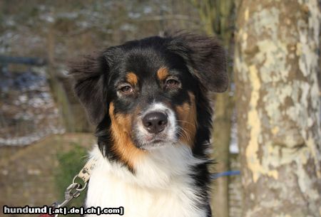 Australian Shepherd Coco 6 Monate alt