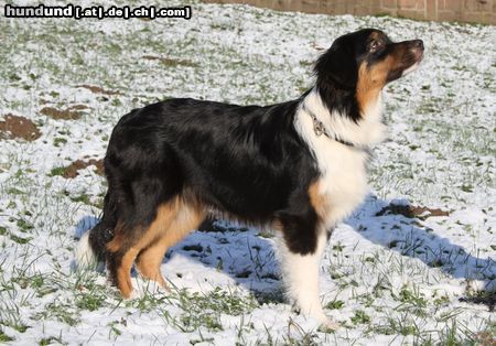 Australian Shepherd Coco 6 Monate alt