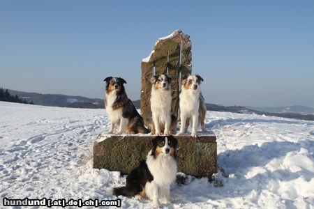 Australian Shepherd Winterspaziergang