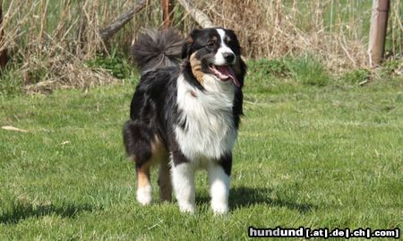 Australian Shepherd Creekvalley Cameron´s Kick *Cookie*