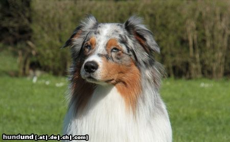 Australian Shepherd Creekvalley Ahiga *Tyler*