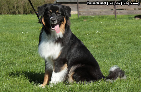 Australian Shepherd Creekvalley Choco Mystery *Shadow*