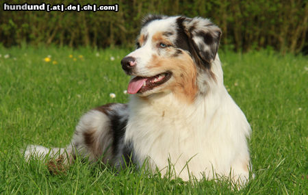 Australian Shepherd Yuma