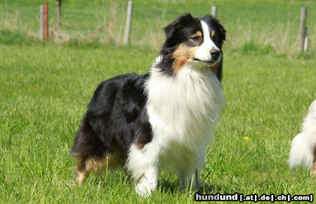 Australian Shepherd Gnome Hills Sun King Nanouk