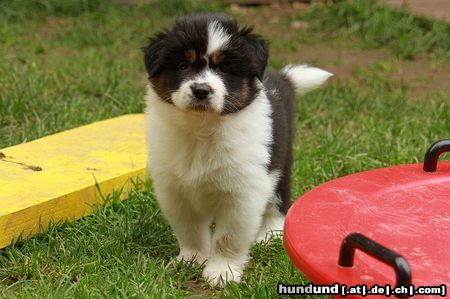 Australian Shepherd Creekvalley Dances with Wolves