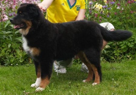 Australian Shepherd Moon Rise Meet Joe Black