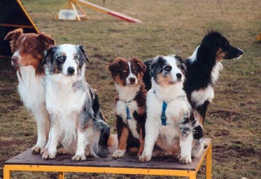 Australian Shepherd Großvater, Großmutter, 2 Enkerl und Mutter