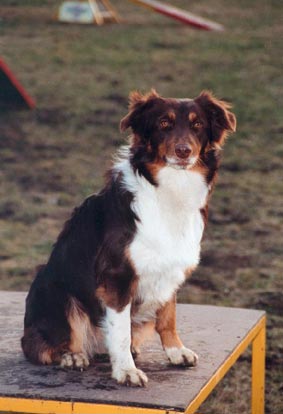 Australian Shepherd Crystalgene's Got Milk