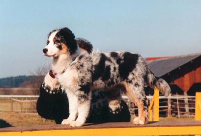 Australian Shepherd Absolutly Magic Altavista