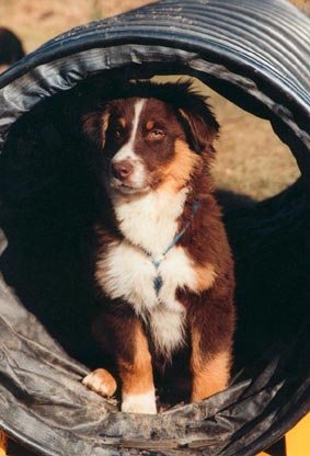 Australian Shepherd Absolutly Magic Avalon