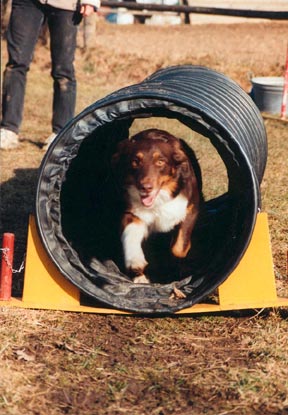 Australian Shepherd Crystalgene's Got Milk im Tunnel