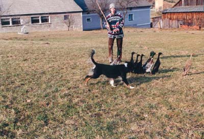 Australian Shepherd Western Recall's Amy Rica beim Laufentenhüten