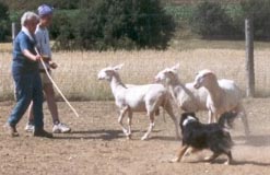 Australian Shepherd Western Recall's Amy Rica beim 1. Mal Schafehüten