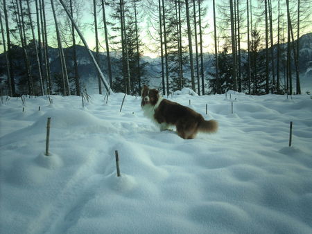 Australian Shepherd sunni im schnee!!!