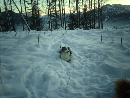 Australian Shepherd balou im schnee!