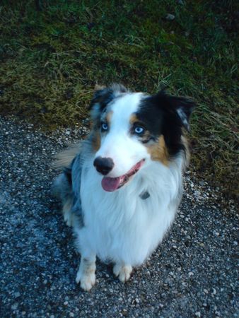 Australian Shepherd balou unser prachtkerl!