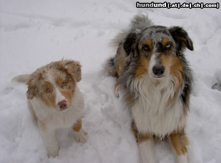 Australian Shepherd Ajano & Vaykira