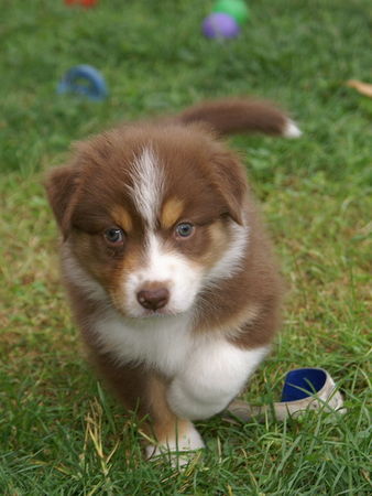 Australian Shepherd Enya from Black Boy Country