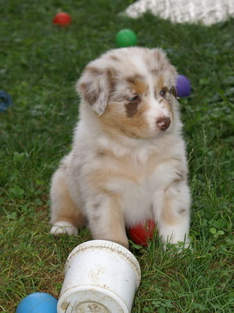 Australian Shepherd Era-Joy from Black Boy Country