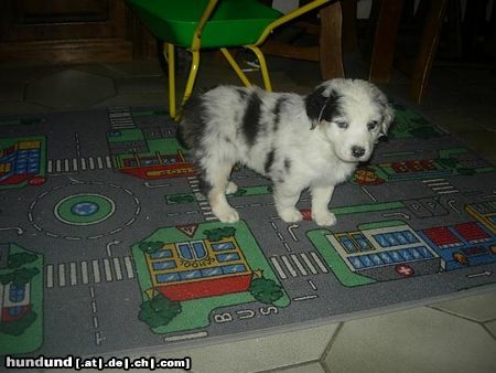 Australian Shepherd Puschkin 6 Wochen