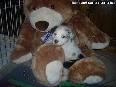 Australian Shepherd noch schüchtern