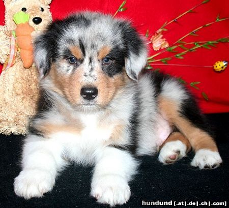 Australian Shepherd süßer Crispin