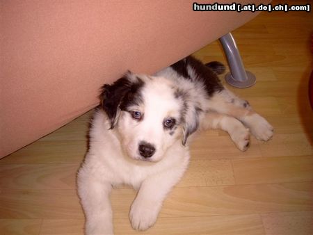 Australian Shepherd Puschkin 8 Wochen